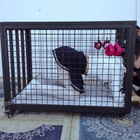 樱束原创-笼中的白一带